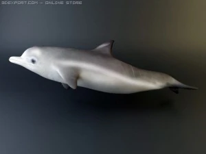 dolphin pack 3D Model
