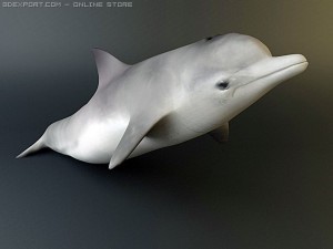 dolphin pack 3D 모델