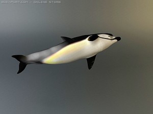 dolphin pack 3D 모델