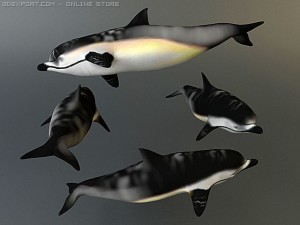 dolphin pack 3D 모델