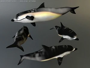 dolphin pack 3D Model
