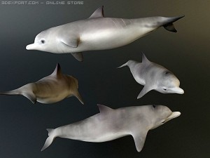 dolphin pack 3D 모델