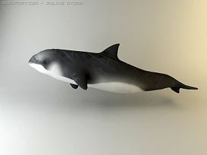 dolphin pack 3D Model