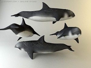 dolphin pack 3D 모델