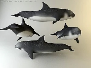 dolphin pack 3D Model