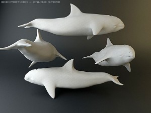 dolphin pack 3D 모델