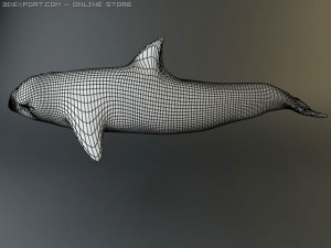 dolphin pack 3D 모델
