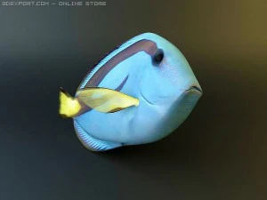blue tang fish 3D Model