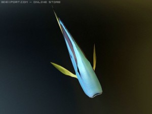 blue tang fish Model 3D