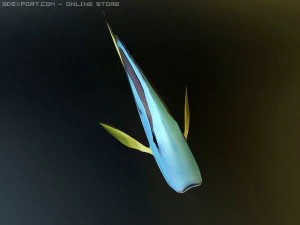 blue tang fish 3D Model
