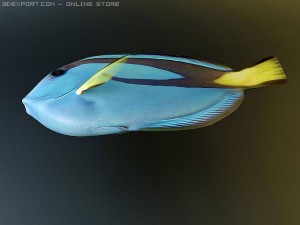 blue tang fish Model 3D