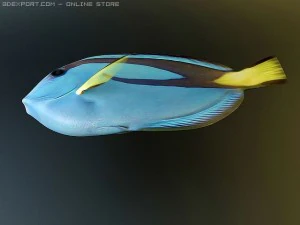 blue tang fish 3D Model