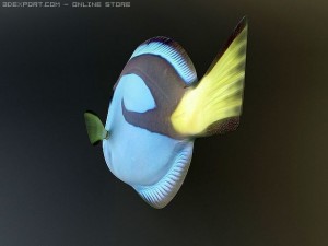 blue tang fish Model 3D