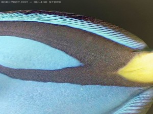 blue tang fish Model 3D