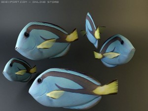 blue tang fish Model 3D