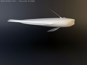 blue tang fish Model 3D