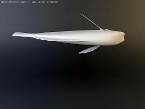 blue tang fish Model 3D
