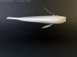 blue tang fish 3D Model