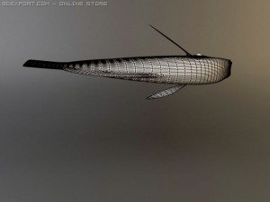blue tang fish Model 3D
