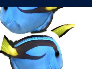 blue tang fish Model 3D