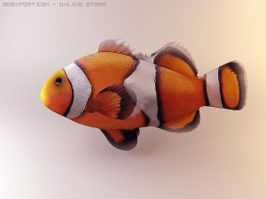 clown fish 3Dモデル