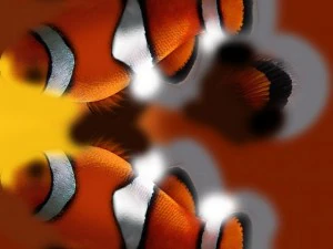 ryba klauna Model 3D