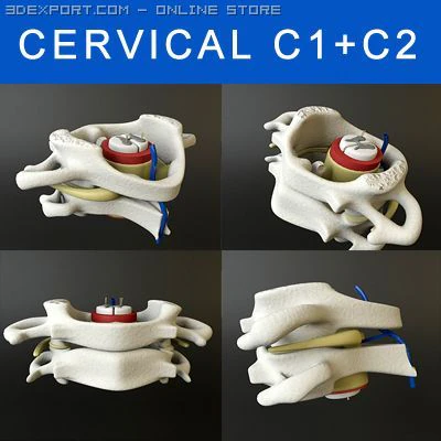 vertebrae c1 c2 cervical spine bones 3D Model .c4d .max .obj .3ds .fbx .stl .blend