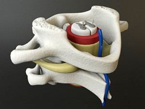 vertebrae c1 c2 cervical spine bones Model 3D