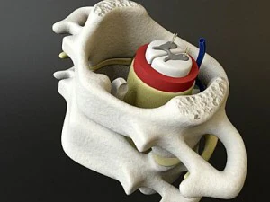 vertebrae c1 c2 cervical spine bones 3D Model