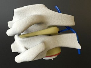 vertebrae c1 c2 cervical spine bones Model 3D