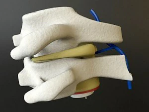 vertebrae c1 c2 cervical spine bones 3D Model