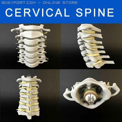 cervical spine human 3D Model .c4d .max .obj .3ds .fbx .stl .blend 