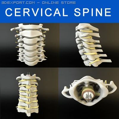 cervical spine human 3D Model .c4d .max .obj .3ds .fbx .stl .blend