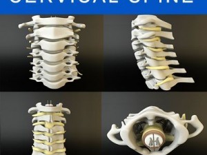 cervical spine human Model 3D