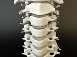 cervical spine human 3D Model