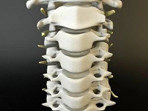 cervical spine human 3D Model