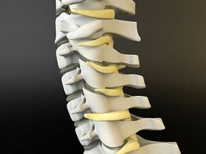 cervical spine human 3D Model