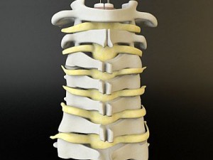 cervical spine human 3D Model