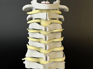 cervical spine human 3D Model