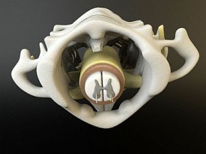 cervical spine human 3D Model