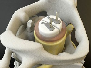 cervical spine human 3D Model