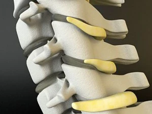 cervical spine human 3D Model