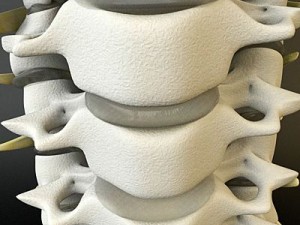 cervical spine human 3D Model