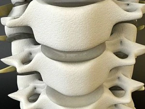 cervical spine human 3D Model