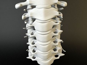 cervical spine human 3D Model
