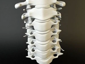 cervical spine human 3D Model