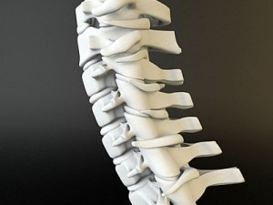 cervical spine human 3D Model