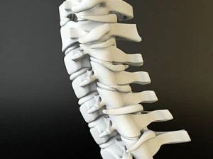 cervical spine human 3D Model