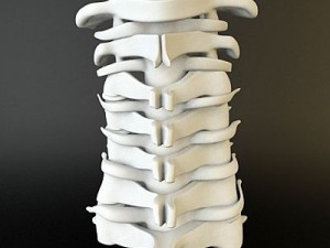 cervical spine human 3D Model