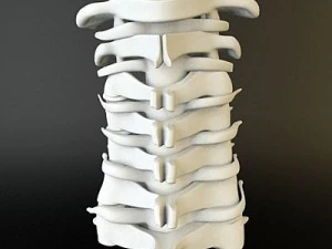 cervical spine human 3D Model